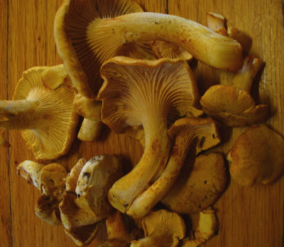 chanterelle wild mushrooms