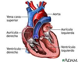 corazón