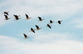 [geese.jpg]