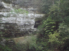 Otra de las paredes del cenote