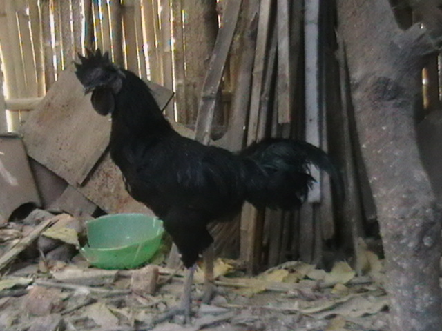 http://2.bp.blogspot.com/_FseTcG8GEGQ/TM6n7cDT6gI/AAAAAAAAAK8/NWIeS6ZXDok/s1600/ayam+hitam+cemani.jpg