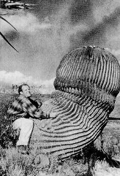 [cactus.jpg]