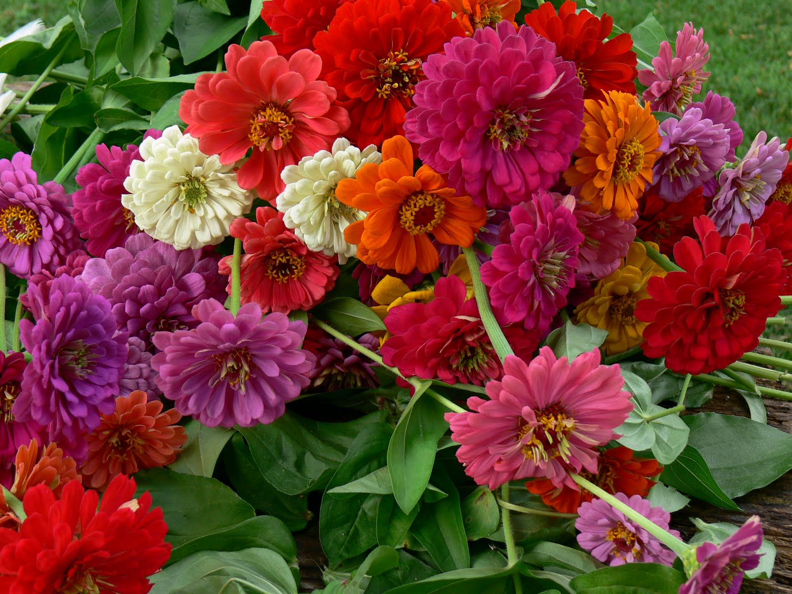 21st Century Odyssey Cutting zinnias.