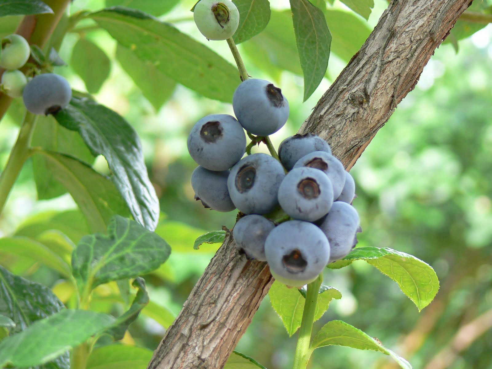 21st Century Odyssey Two acres in blueberries.