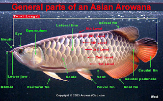 arowana lovers v6