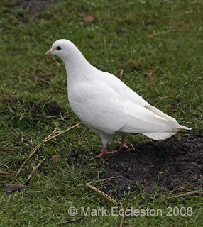 Whitepigeon