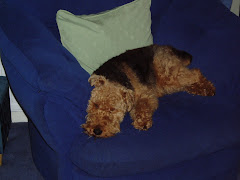 Naughty Taffy on the furniture!