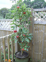 Red Windsor apple tree in pot.