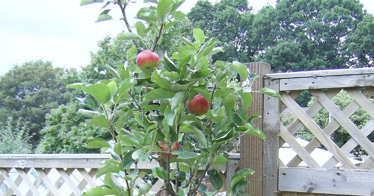 BaggieAggie Apple trees in pots on patio or deck