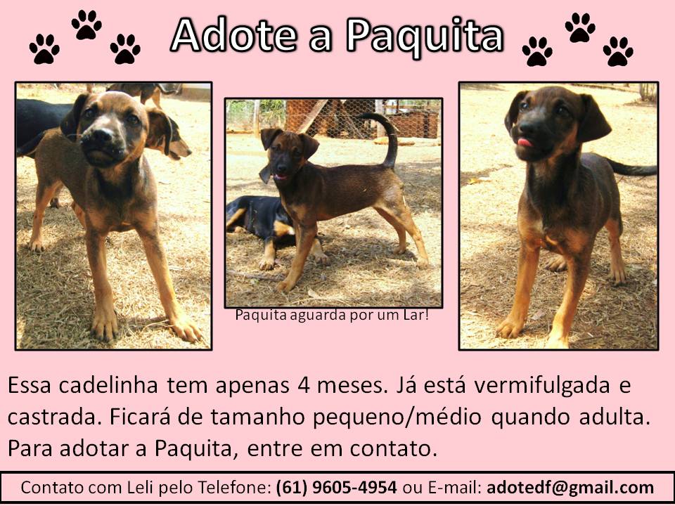 Adote Um Amigo Animal Banner Para Divulgacao Da Paquita