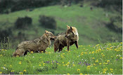 Il Parco Faunistico del Monte Labro