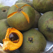 Lucuma