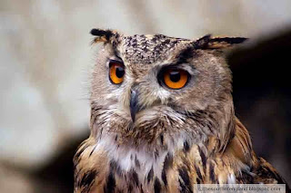 arundel castle owls display