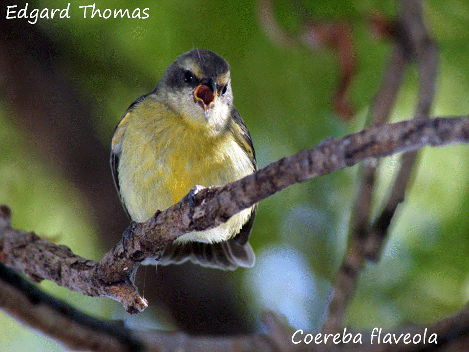 Featured image of post Passarinho Verde Amarelo E Preto Quem nasceu primeiro o ovo ou a galinha