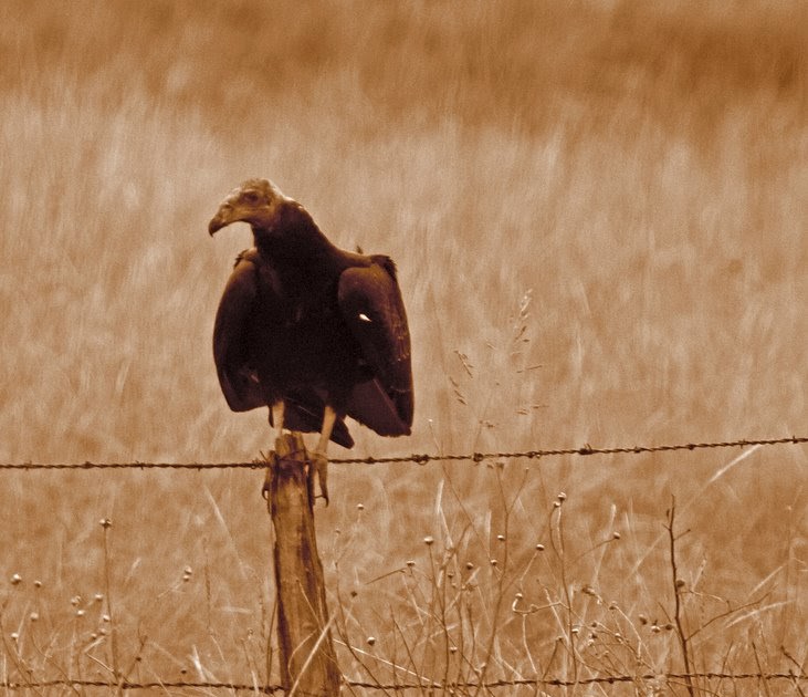 the scrape line Buzzard Puke