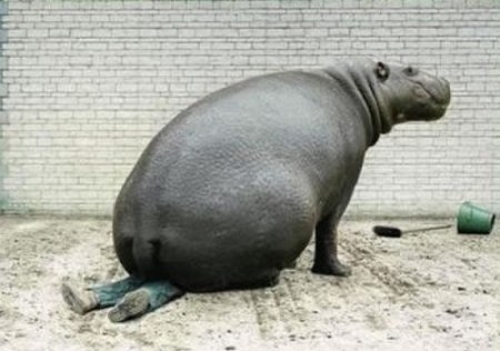 hippo sitting