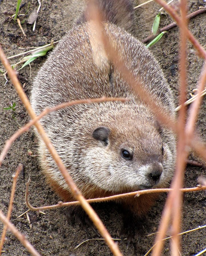 North Shore Nature May 2010