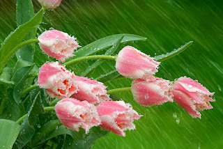Pensando en voz alta...una vez más  - Tulipanes rosas, lluvia