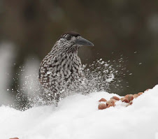 Nutcracker, Sweden