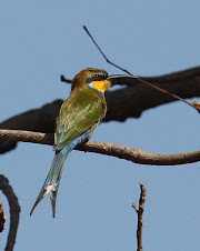 Swallow-tailed Bee-eater, The Gambia