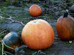 I love Fall!!!!