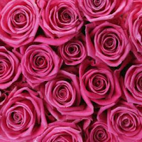 rožinės rožės, rožinis grožis