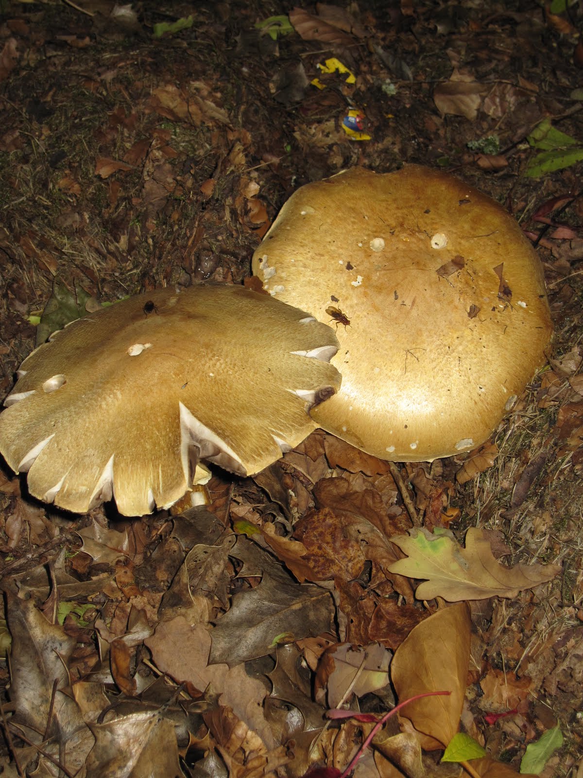 mycolmarc Magic Mushrooms, Cowboy Capers and The Greenore Train