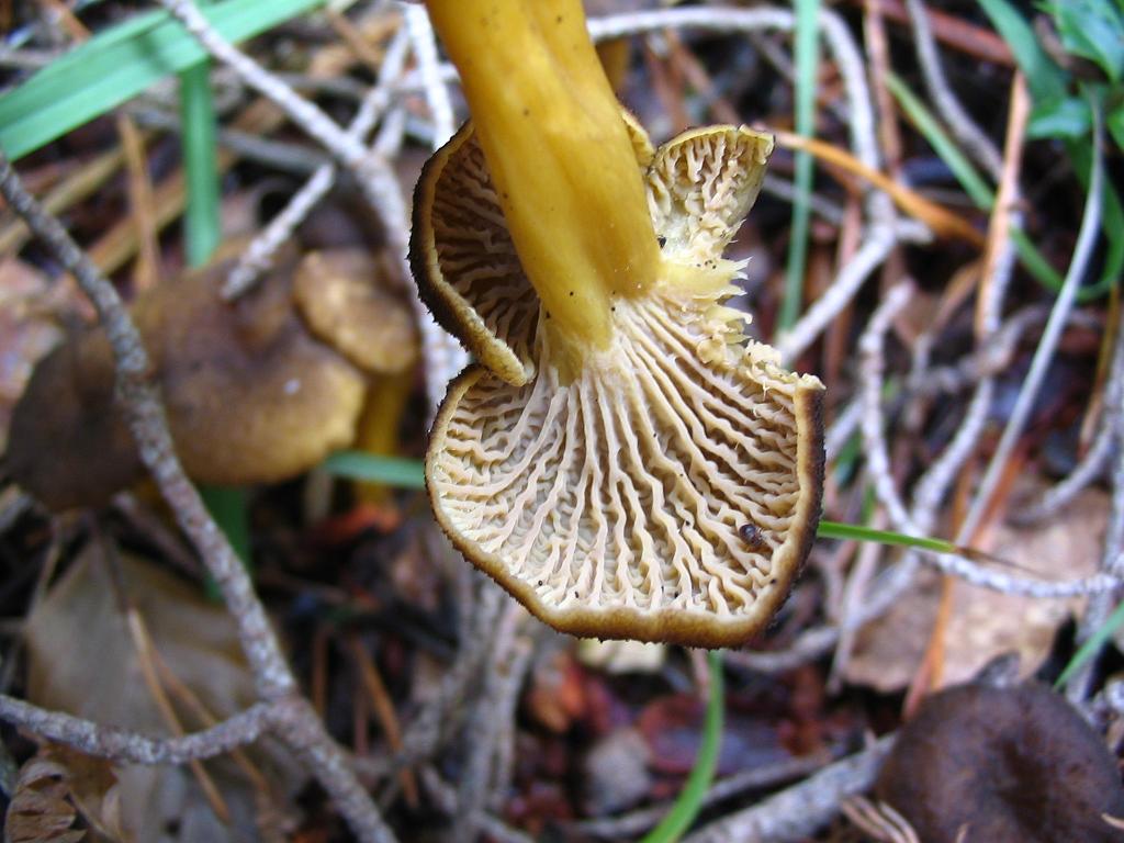 [chanterelle+underside.JPG]