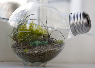 Tiny terrarium in light bulb 19
