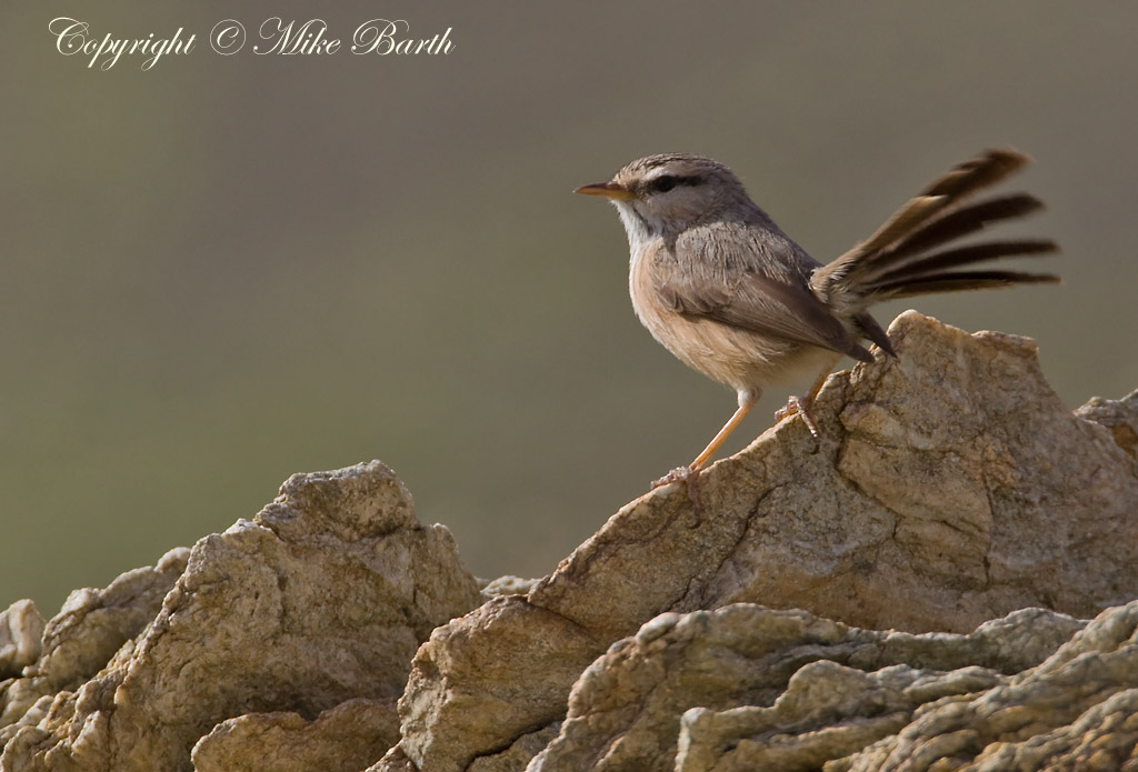 Mike Barth Bird Photography Blog Scrub Warblers in Masafi Wadi 05.02.11