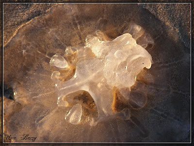фото медузы