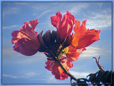 цветы, картинка, фото, flowers