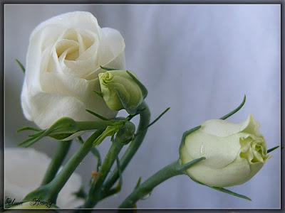 белые розы
