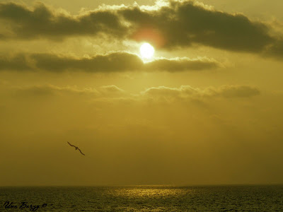 закат, птица на фоне заходящего солнца