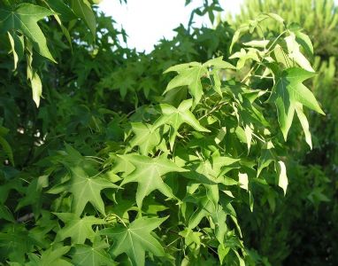 shippingstore locations helps you can find Agaci+locations