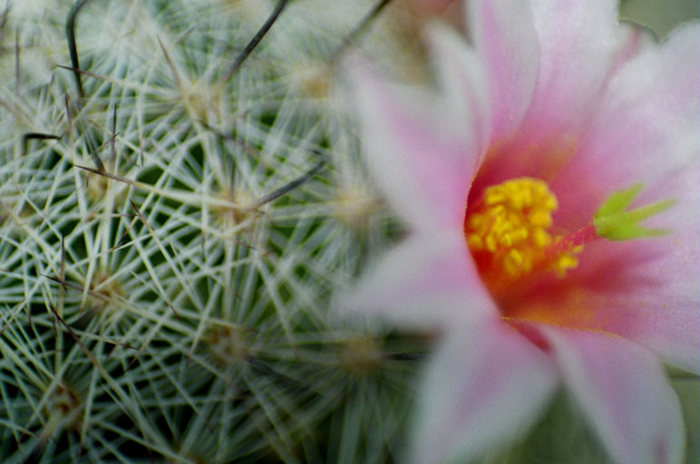 [cactus+flower+closeup.jpg]