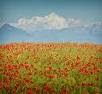 flowery hillside