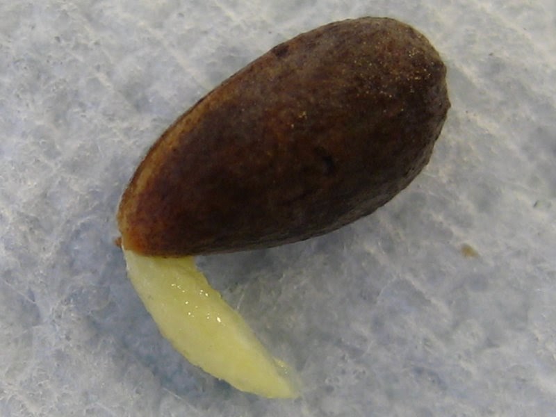 Blake�s Bristlecone Pines Seed 9 Radicle
