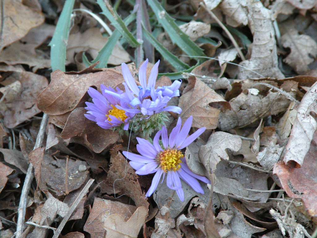 [purple+flowers.JPG]