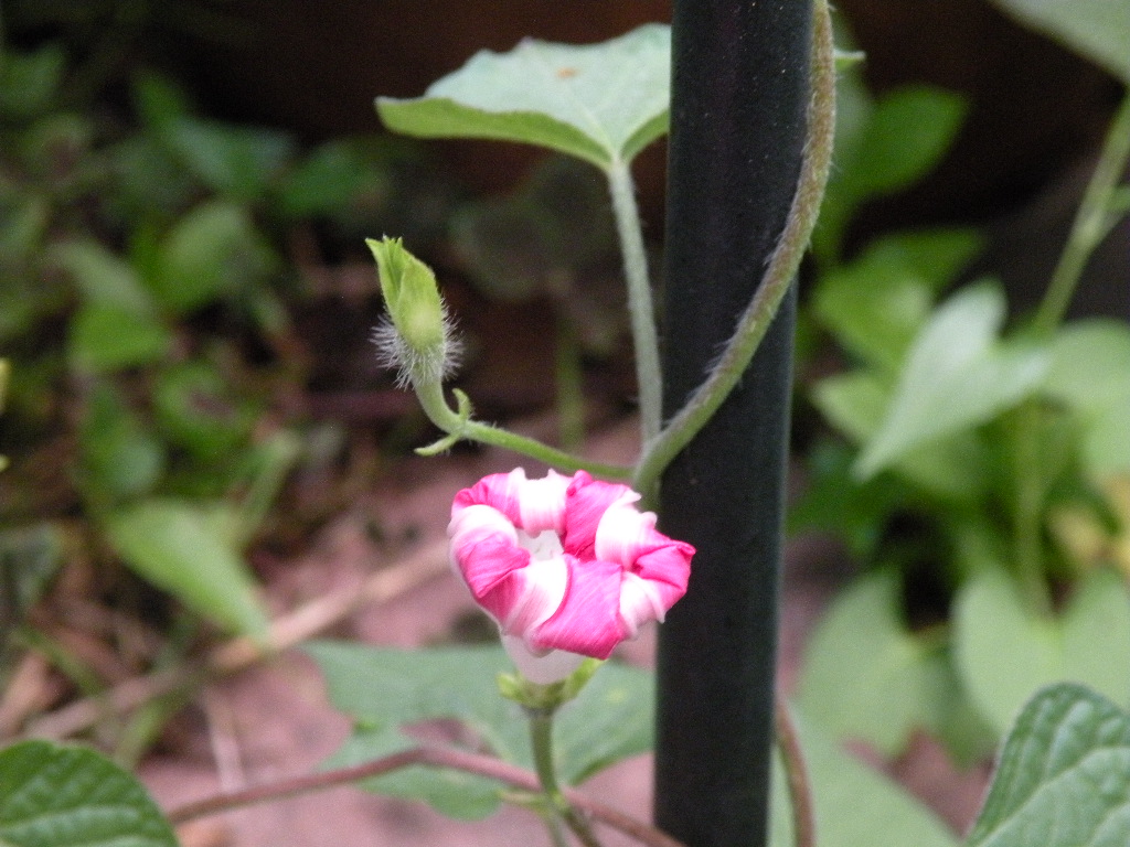 [glory+at+night.jpg]