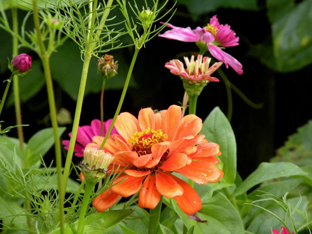 [orange+zinnia.JPG]