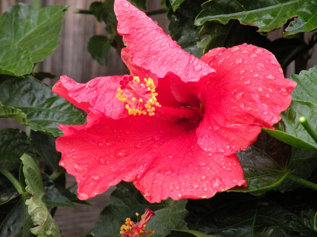 [hibiscus.JPG]