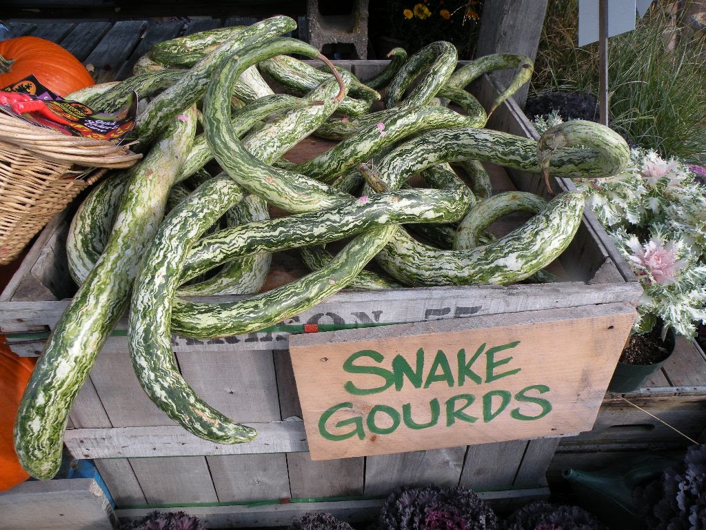[snakegourds.JPG]