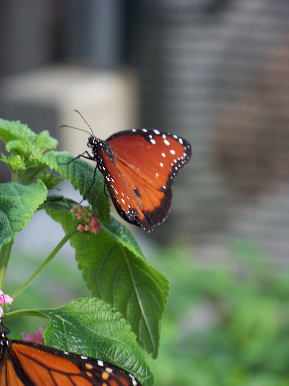 I Love My Garden Brookfield Zoo Butterfly Exhibit