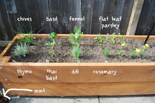 Cats in Aprons: THE Garden - Week Three.