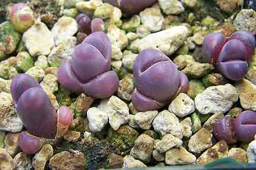 lithops optica rubra C81A 11282010 011