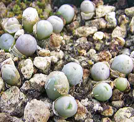 lithops steineckeana 11282010 011