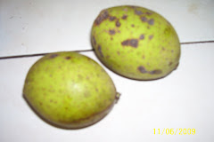 BUAH MACANG PIPIT