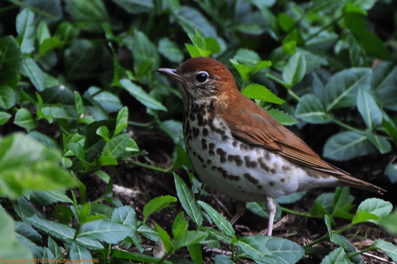 Chicago Bird Watching: A Rush of Thrushes