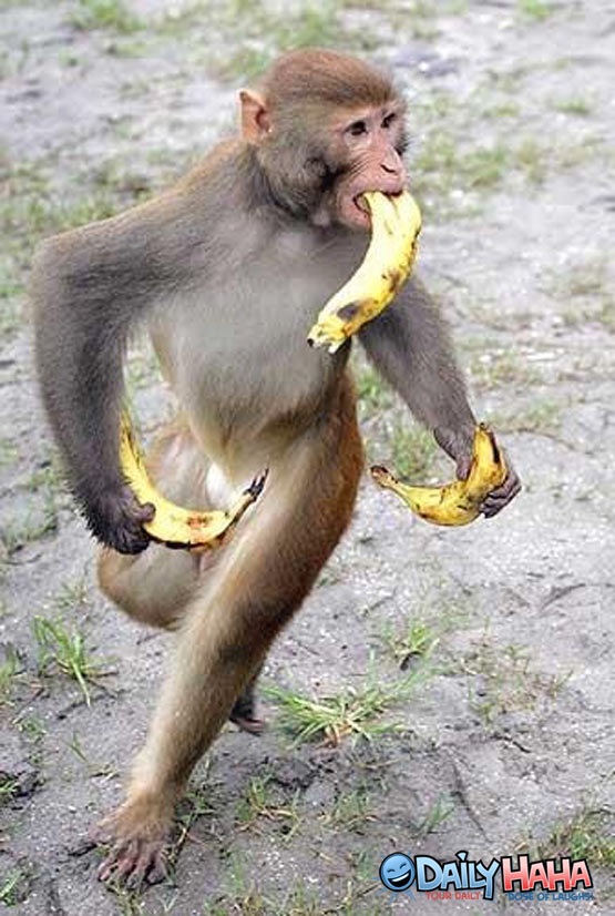 banana with monkey